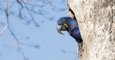 Close up of a Hyacinth macaw nesting in a palm tree, South Pantanal, Brazil.