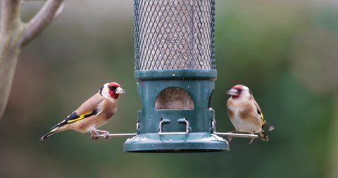 European goldfinches feeding on a feeder, UK.