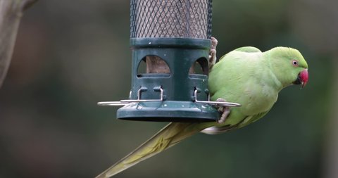 Ring-necked Parakeet eating sunflower seeds from a bird feeder in a garden, UK.