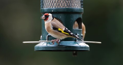European goldfinches feeding on a feeder, UK.