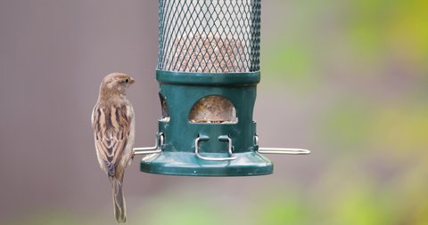 Close up of house sparrows (Passer domesticus) feeding on a bird feeder, UK.