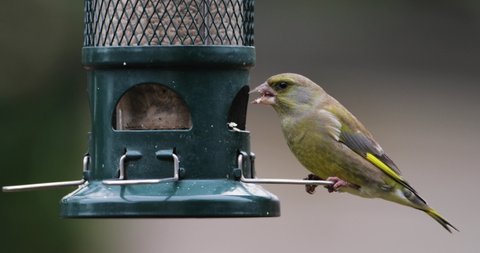 Close-up of European greenfinch feeding on bird feeder, UK.