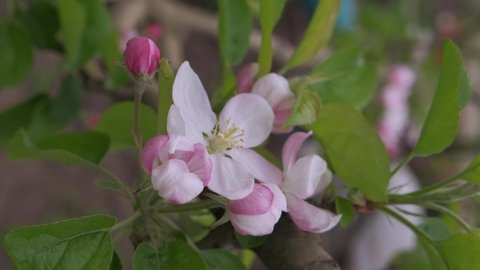 Pink and white apple blossom. Delicate white apple blossom in spring sunny weather.