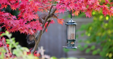 Grey Squirrel eating from a bird feeder on a colorful Japanese Maple tree, UK. 