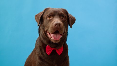 Labrador dog portrait. Brown retriever wearing red bow, looking in camera close-up, obedient puppy posing on blue background. Happy domestic animal concept, best friends, breathing with tongue out.