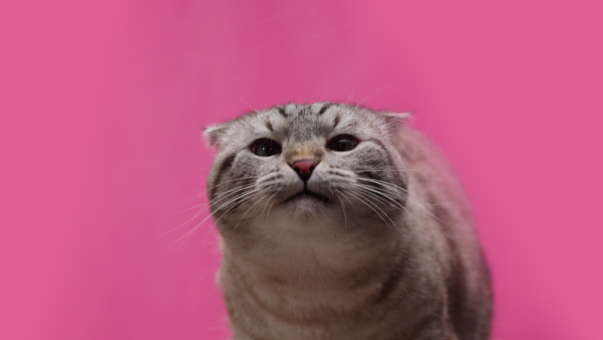 Cat on pink background close-up, Scottish Fold portrait. Domestic animal. Grey kitten licking glass. Furry pedigreed pet. Little best friends concept.  | Shutterstock HD Video #1088999247