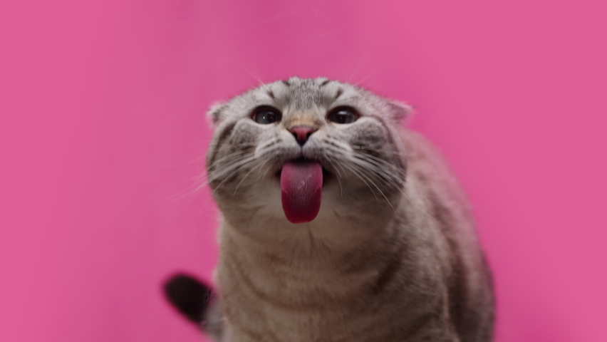 Cat on pink background close-up, Scottish Fold portrait. Domestic animal. Grey kitten licking glass. Furry pedigreed pet. Little best friends concept. 