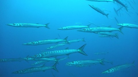Barracudas passing close in front of the camera in open water