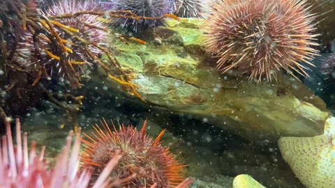 Sea urchins on rocks in nutrient rich waters