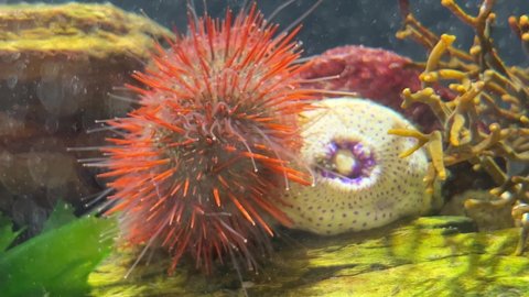 Orange sea urchin spiny with long tube feet