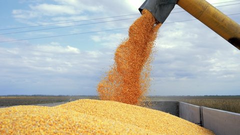 Combine Harvester Unloads The Harvested Corn Grain. Grain Falling from Combine Auger into Grain Cart. Harvest Time. Combine Harvester Harvesting Maize.