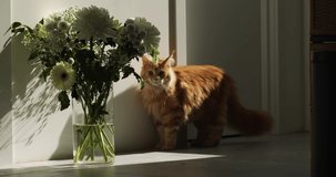 ginger Maine Coon cat plays near vase with white flowers sunbeam, light frame, gypsophila and chrysanthemums on the floor in a bright apartment, interior, pets