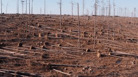 a felled forest because of climate change from above 4k