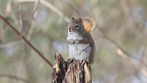 a gray squirrel in a tree branch in the forest