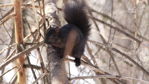 a black squirrel in a tree branch in the forest