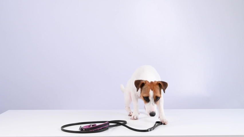 Jack russell terrier dog calls for a walk and gives a leash on a white background. Royalty-Free Stock Footage #1089004097