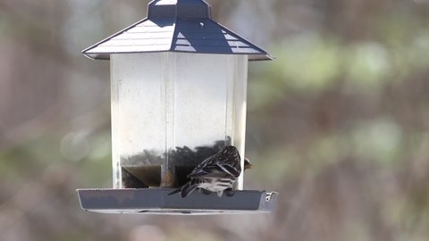 Pine siskin in a bird feeder