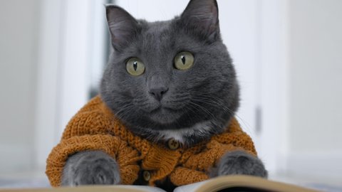 Funny gray cat dressed in a cardigan looks like a person. A beautiful cat is reading a book, the cat is wearing a suit for animals in the form of a knitted brown cardigan with buttons. Love for pets.