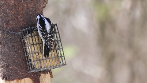 woodpecker male at bird feeder