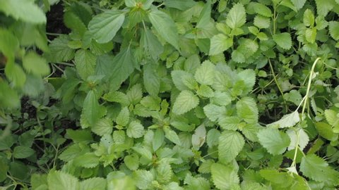Cultivation aromatic herbs. A gardener is piking up peppermint growing in a garden. Female hands cut with scissors lemon balm