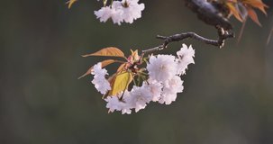 Double cherry blossoms or Yaezakura swaying in the wind , nature beauty concept
