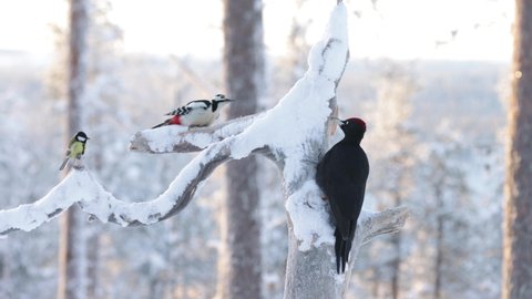 Black woodpecker and Great spotted woodpecker eating in a wintry bird feeder in Northern Finland.	