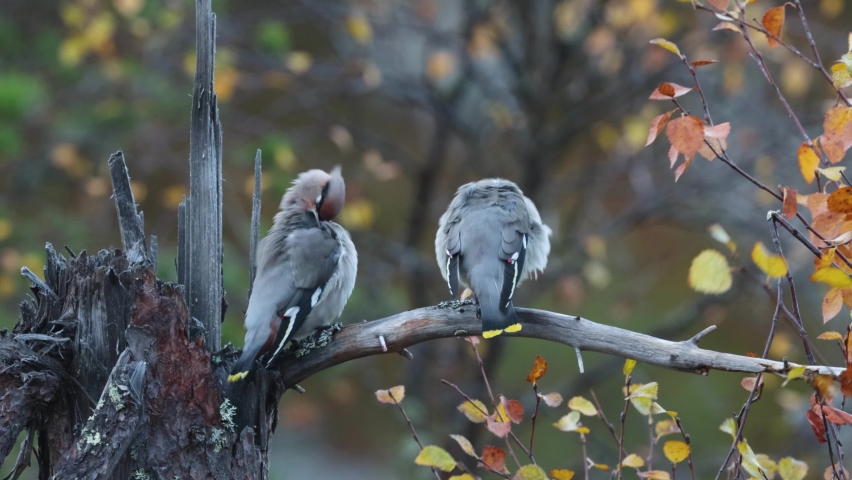 Bohemian waxwings, Bombycilla garrulus cleaning theirselves in Finnish taiga forest near Kuusamo.	