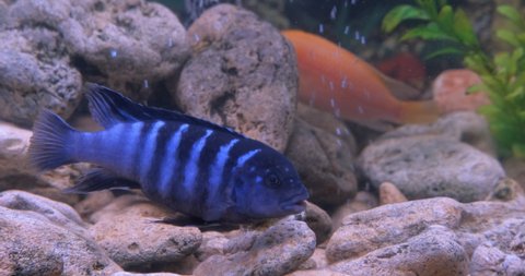 Floating fish in home aquarium. Colorful cichlids floating between plants and stones in home aquarium.