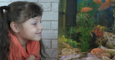 Admire fishes. A smiling cute little girl admire cichlides fishes in big domestic aquarium.