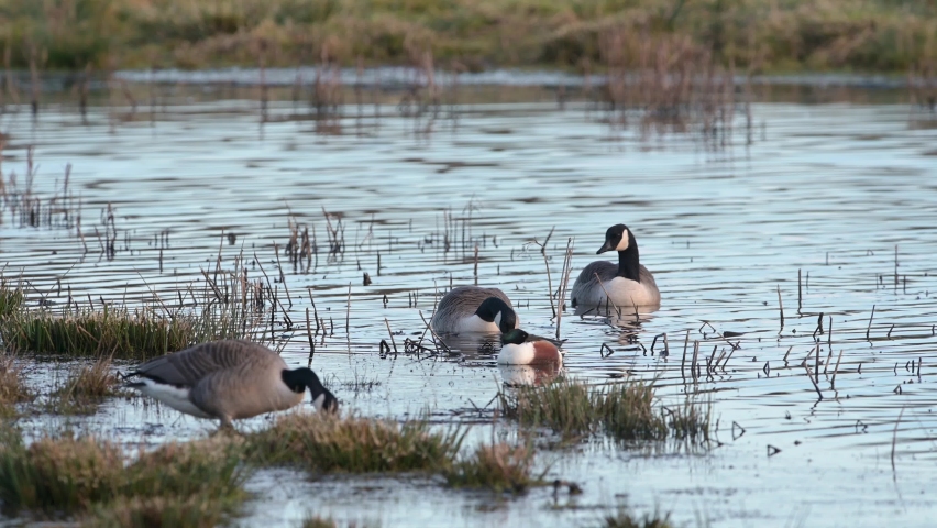 Canada Geese, Canada Goose, Branta Canadensis in habitat
 Royalty-Free Stock Footage #1089008447