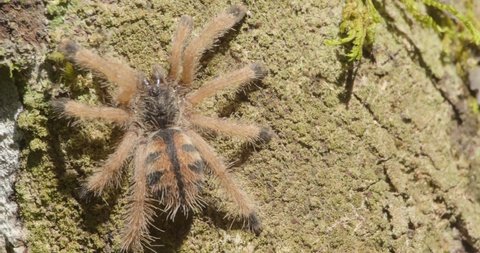 pygmy toed, or pinktoe tarantula crawls over tree bark, Tambopata Peru.