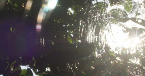 Sunlight shines through thick web of Peruvian Social Spiders, Tambopata region.