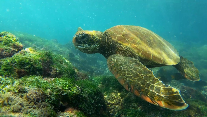 A Turtle Searching for Food with Fish in the Background. Royalty-Free Stock Footage #1089009241