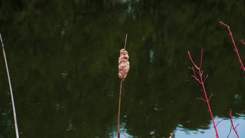 View of cattail swinging in the breeze by a pond