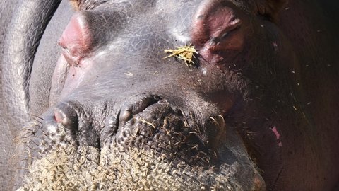 Macro close up of wild hippopotamus with closed eyes enjoying sunbath in nature