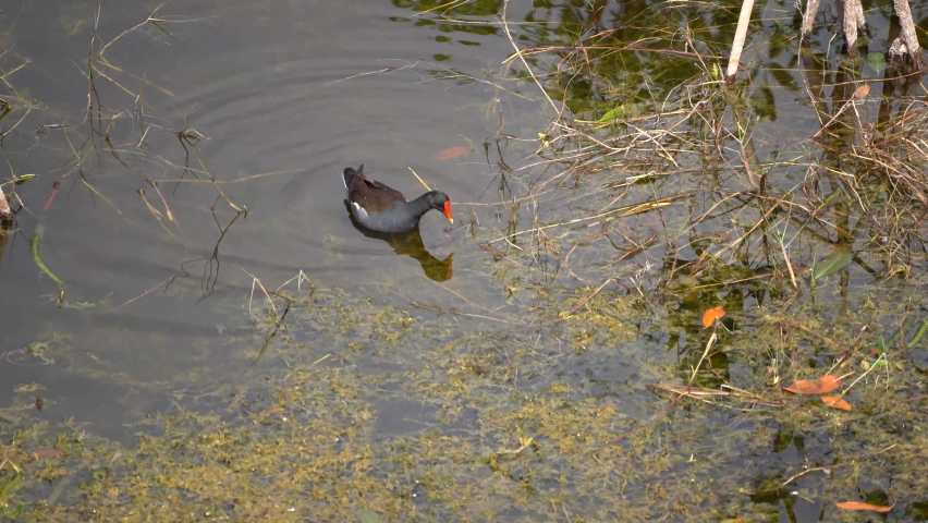 Red nosed reedbird in Florida Everglades, Big Cypress National Preserver