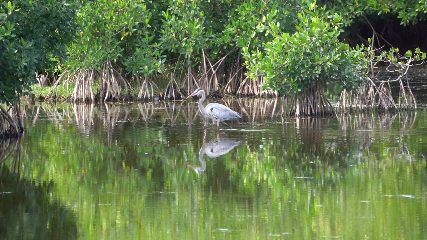 Blue heron in water in Florida Everglades