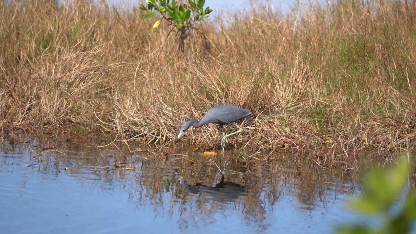 Blue heron in water in Florida Everglades