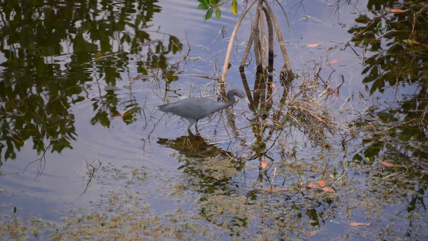 Blue heron in water in Florida Everglades