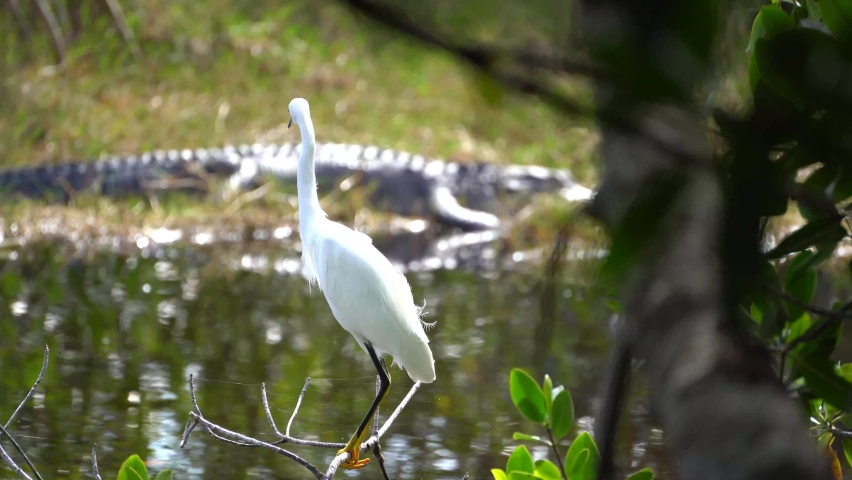 White heron with alligator in back