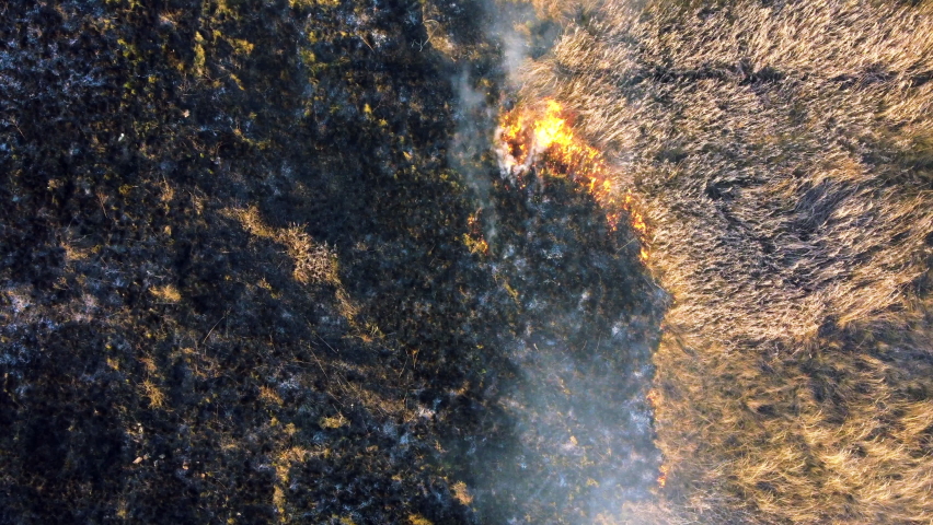Aerial Drone View Over Burning Dry Grass and Smoke in Field. Flame and Open Fire. Top View Black Ash from Scorched Grass, Rising White Smoke and Yellow Dried Grass. Ecological Catastrophy, Environment | Shutterstock HD Video #1089011805