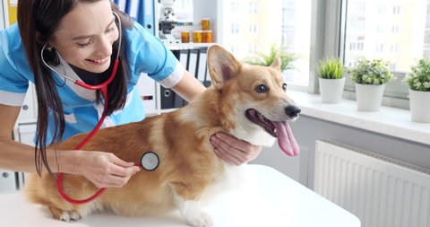 Veterinarian listens to dog heartbeat with stethoscope in clinic