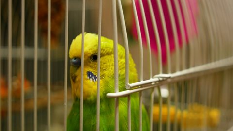 Close-up of the head of a green budgerigar singing sitting in a cage. Song parrot birds. Long-tailed funny parrot home. selective focus