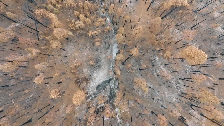 Morning fog over a meadow between the pines. Aerial footage of yellow and brown foliage of massive burnt tree trunks in Sequoia National Park in California, USA. High quality 4k footage
