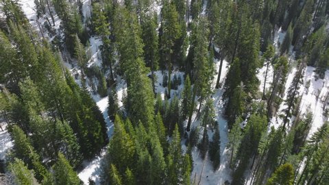 Aerial footage of green fir forest on a sunny morning during early spring. Vibrant greenery of high pine trees as seen from above. High quality 4k footage