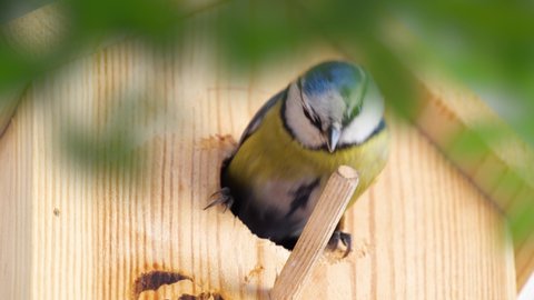 Blue tit builds a nest in the nest box. Couple of Eurasian blue tit preparing for brood, builds a nest of moss, close up view. Nest box in home, garden or forest.