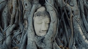 Backward shot of the Head of Buddha in the roots of a tree - Ayutthaya, Thailand