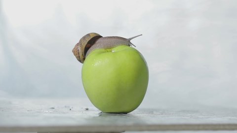 Snail on an apple close-up. A snail is crawling over an apple. Snail on a green apple.