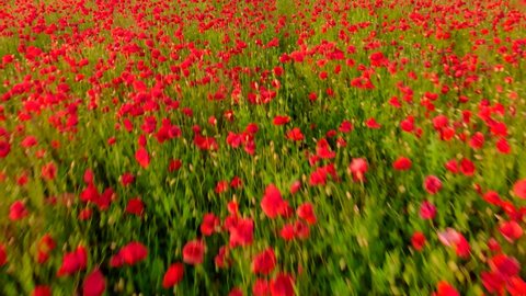 Flying over a field of red poppies. Beautiful flowers and spring natural composition.