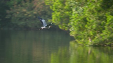 Gray heron,Wildlife in natural habitat
